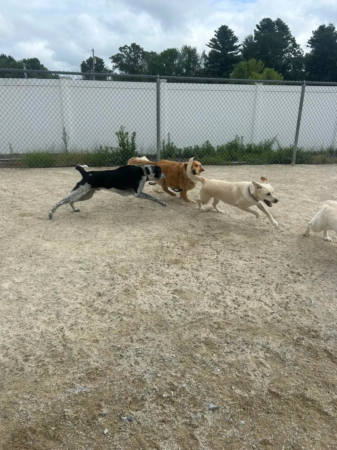 Dog Bathing Services Litchfield