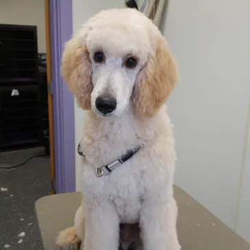 Dog Bathing Services Litchfield