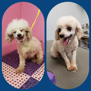 Dog Bathing Services Litchfield