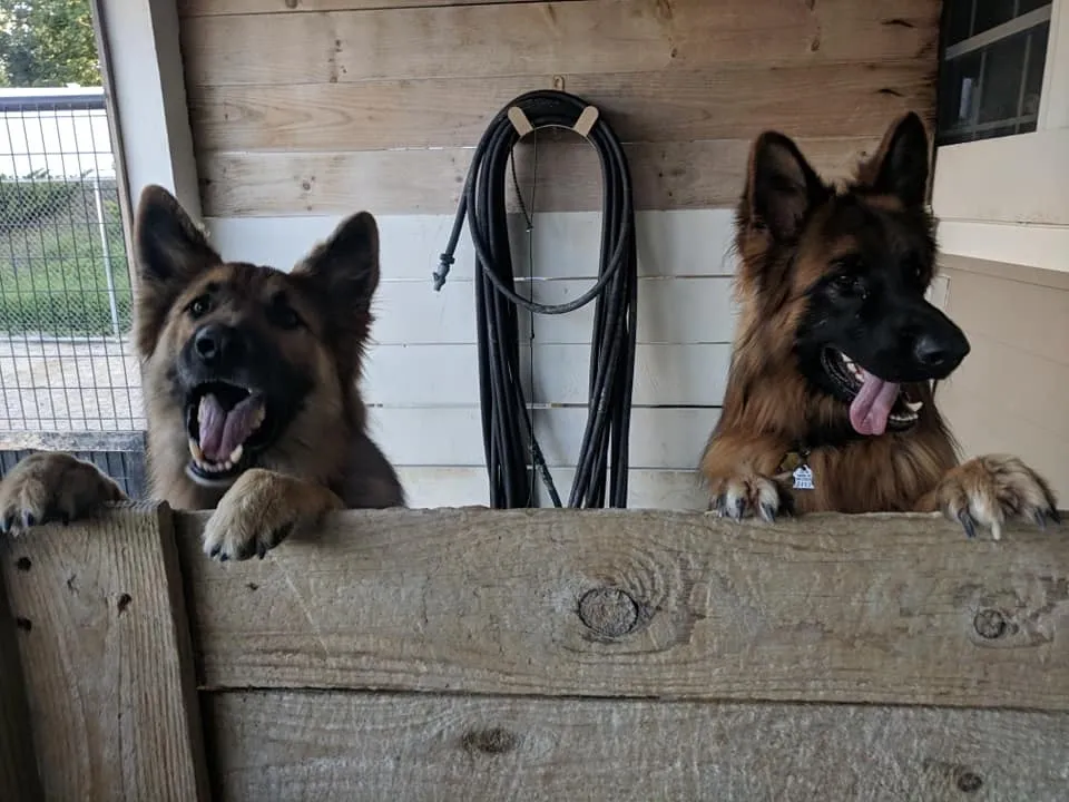 Dog Bathing Services Litchfield