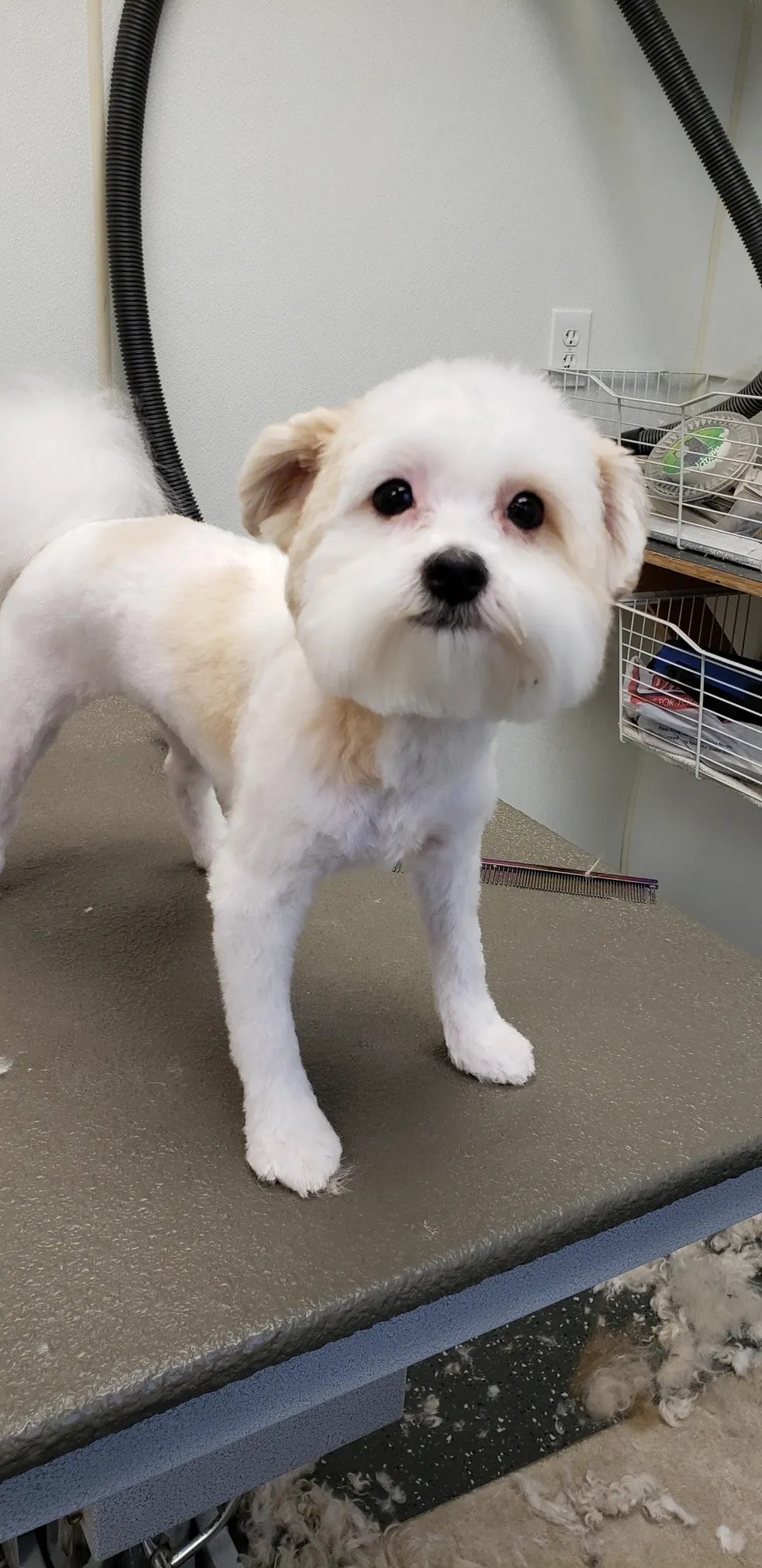 Dog Bathing Services Litchfield
