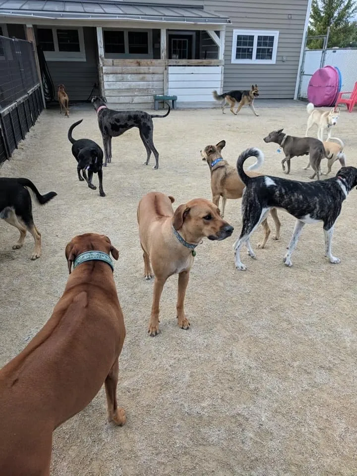 Dog Bathing Services Litchfield